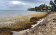 Echouements de sargasses en Guadeloupe