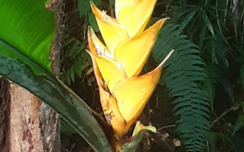 photo Bec de Perroquet jaune