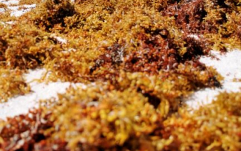 Sargasses echouées sur le plage - Capesterre - Marie Galante