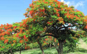 Les flamboyants de juin