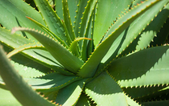Aloe Vera de guadeloupe en juillet 2023