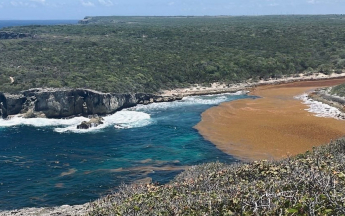 Sargasses sur la côte