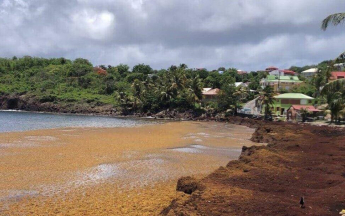 Sargasses à Grande Anse 07/07/2022