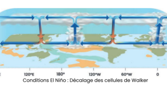 A quoi s’attendre sur la Guadeloupe et les Îles du Nord avec le retour probable d’El Niño en 2026 ?