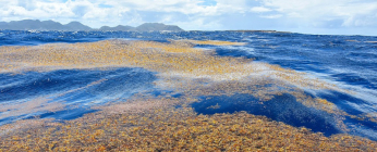Sargasses au large de Tintamare