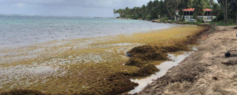 Echouements de sargasses 