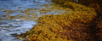 Échouements de sargasses