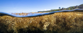 Bilan de la saison 2024 des Échouements de sargasses - Iles du Nord