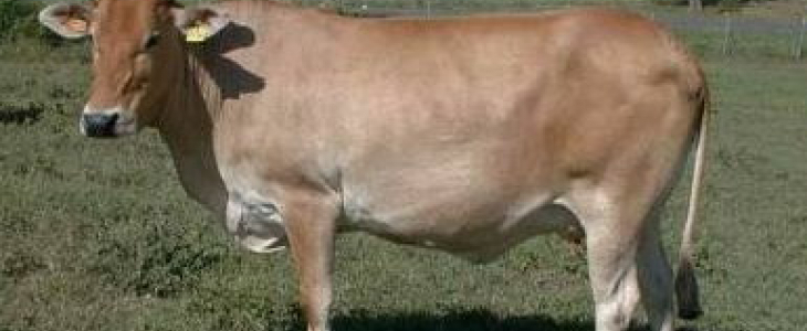 Vache guadeloupéenne