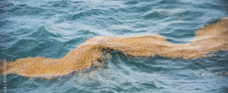 Nappe d'algues sargasses à la dérive dans la mer des caraïbes