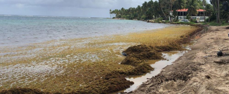 Echouements de sargasses en Guadeloupe