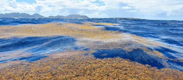 Sargasses au large de Tintamare