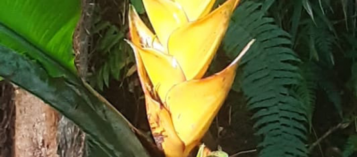 photo Bec de Perroquet jaune