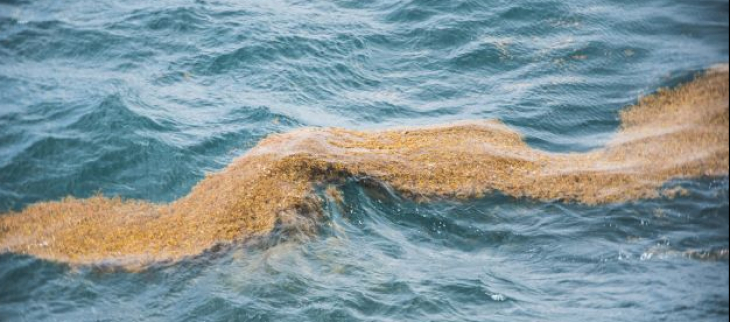 Nappe d'algues sargasses à la dérive dans la mer des caraïbes
