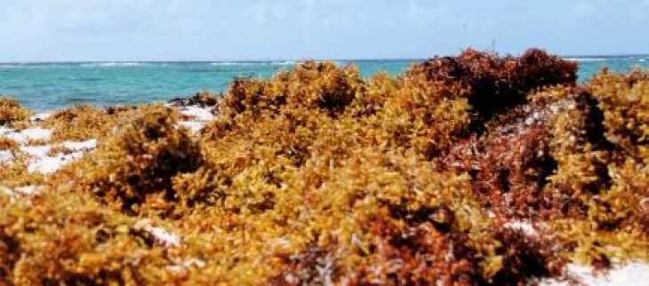 Sargasses echouées sur le plage - Capesterre - Marie Galante