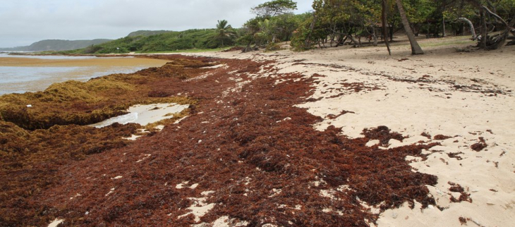 Les sargasses sur une plges de Guadeloupe