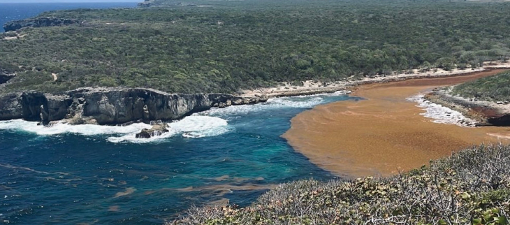 Sargasses sur la côte