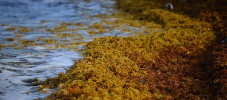 Échouements de sargasses