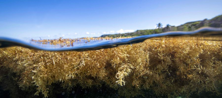 Bilan de la saison 2024 des Échouements de sargasses - Iles du Nord