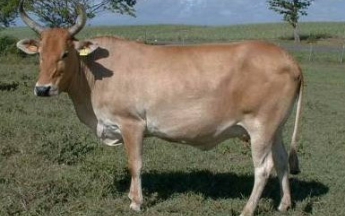 Vache guadeloupéenne