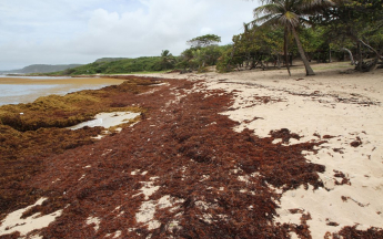 Les sargasses sur une plges de Guadeloupe