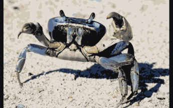 Crabe de terre guadeloupéen à pâques