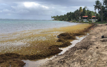 Echouements de sargasses en Guadeloupe