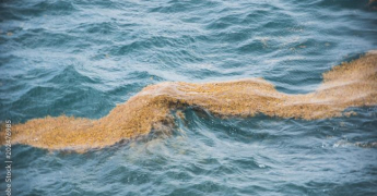 BILAN 2025 des échouements de sargasses  – Îles du Nord (Saint-Martin / Saint-Barthélemy)