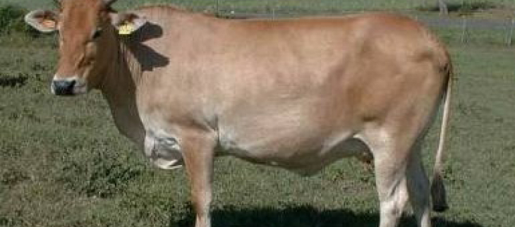 Vache guadeloupéenne