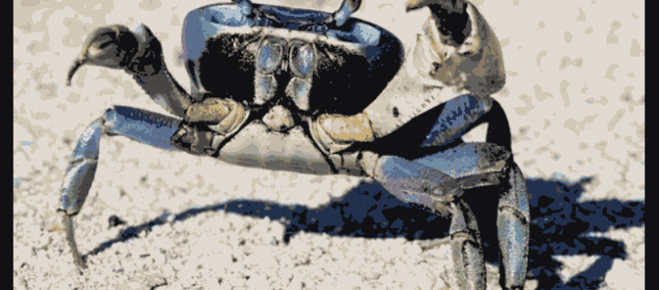 Crabe de terre guadeloupéen à pâques