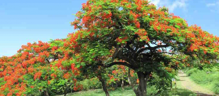 Les flamboyants de juin