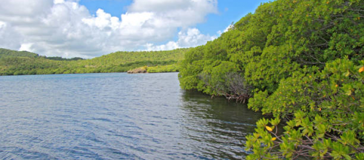 image de la mangrove guadeloupéenne