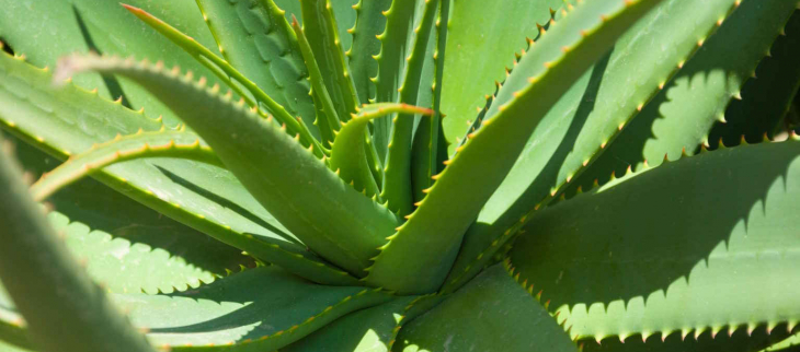 Aloe Vera de guadeloupe en juillet 2023