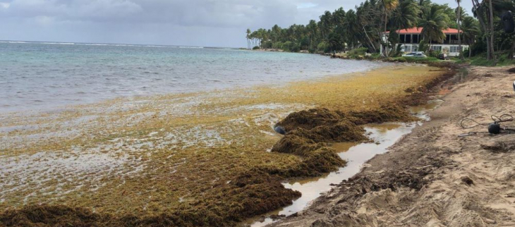 Echouements de sargasses en Guadeloupe