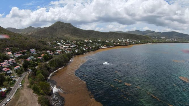 Echouements de sargasses sur la côte sud Caraibes